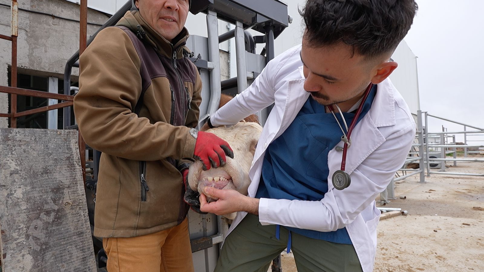 İslami Usullere Uygun Kesim