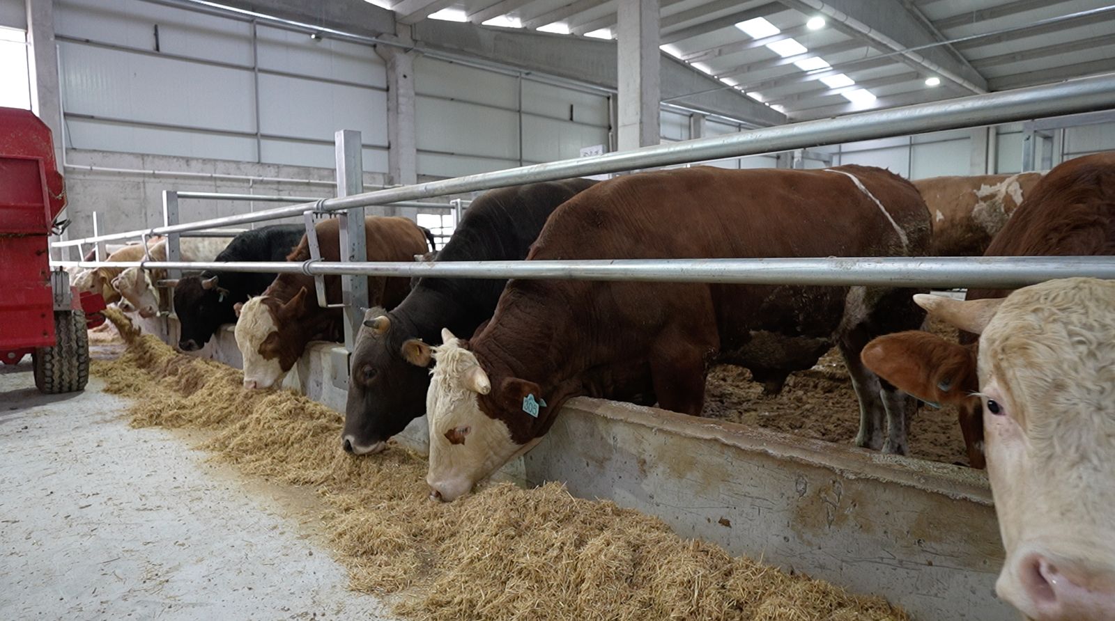 Uygun Rasyonlarla Besleme