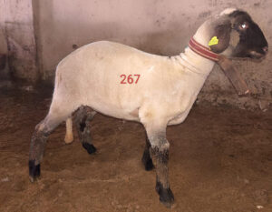 267 Numaralı Kurban