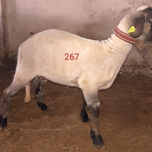 267 Numaralı Kurban