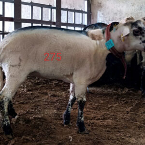 275 Numaralı Kurban