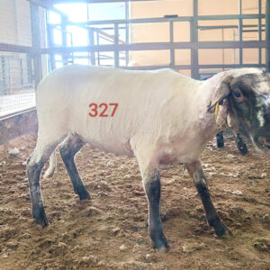 327 Numaralı Kurban
