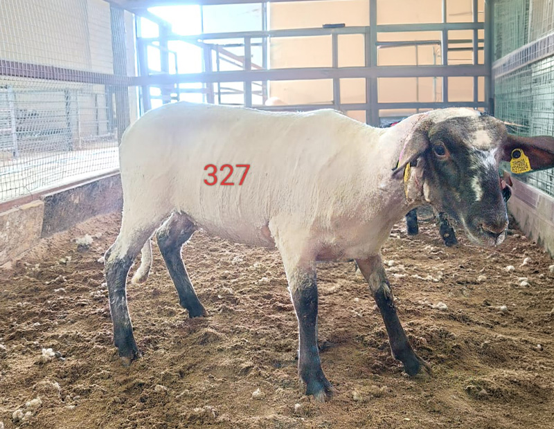 327 Numaralı Kurban